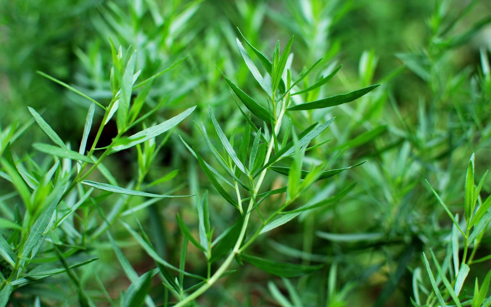 Les huiles essentielles contre les allergies saisonnières
